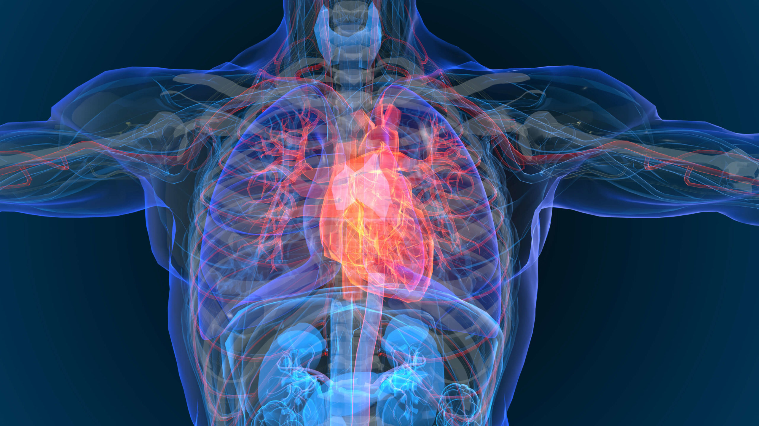 Herzklappenoperation: 3D Illustration Herz
